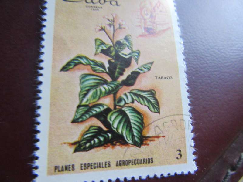 CUBA - FLOWERS - P2
