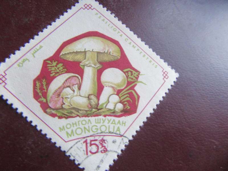 MONGOLIA - MUSHROOMS - P2