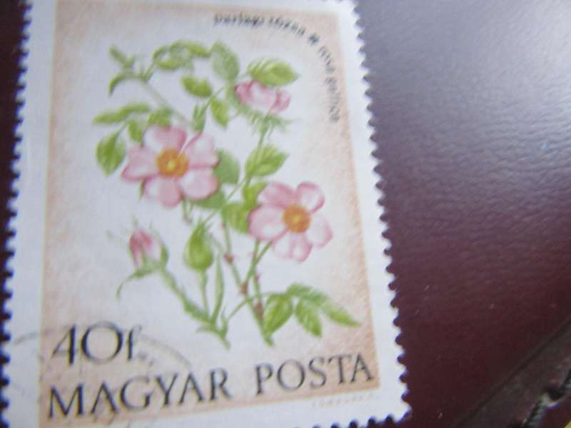 HUNGARY - FLOWERS - P2