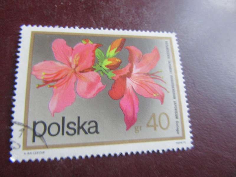 MONGOLIA - FLOWERS - P3.