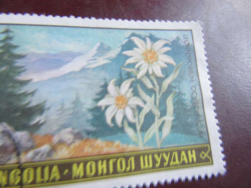 MONGOLIA- FLOWERS - P3