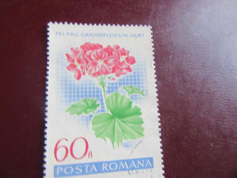 ROMANIA - FLOWERS - P3