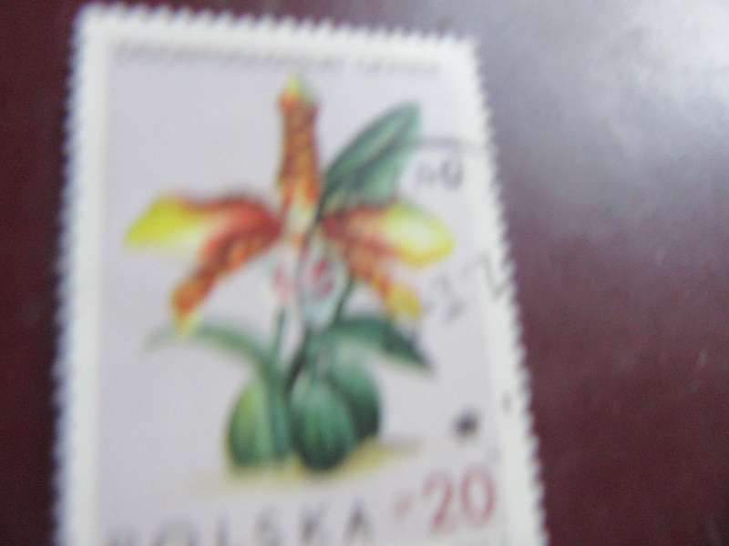 POLAND - FLOWERS - P3