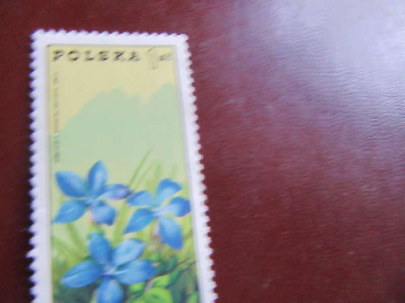 POLAND - FLOWERS - P3