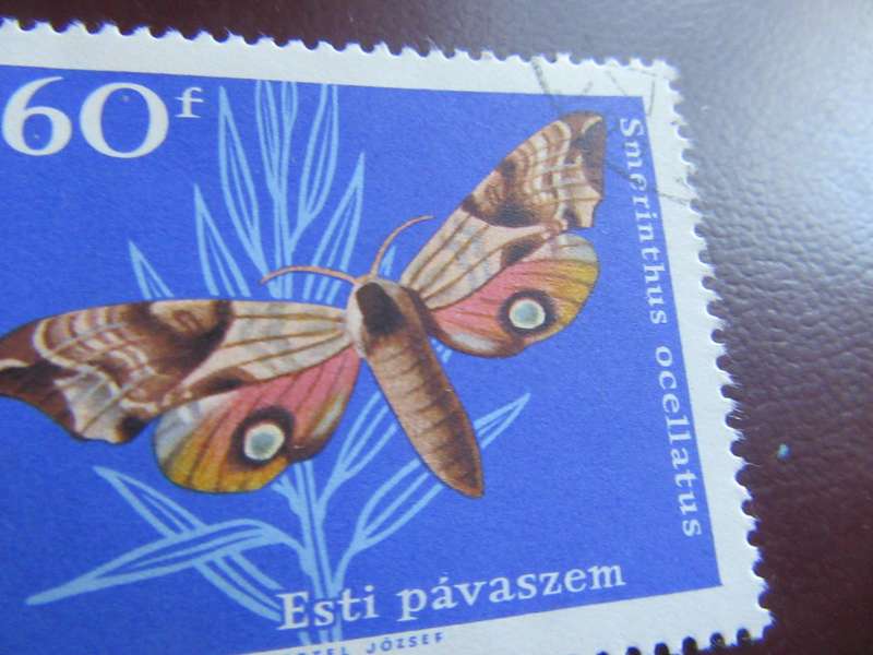 HUNGARY - BUTTERFLIES - P9