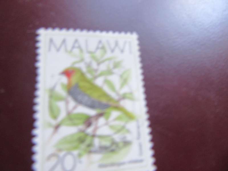 MALAWI - BIRDS - P9