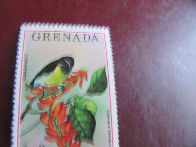 GRENADA BIRDS- P13