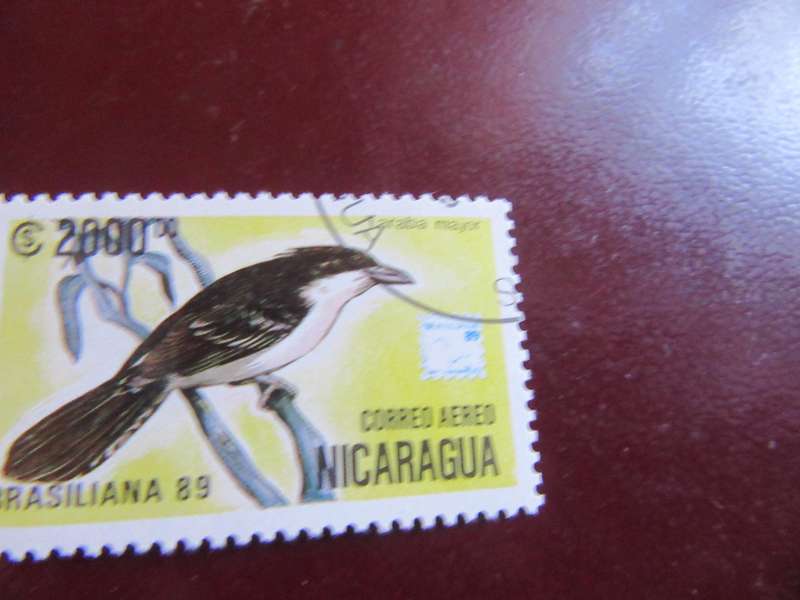 NICARAGUA BIRDS - P14