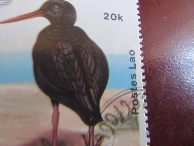 NEW ZEALAND BIRDS - P15