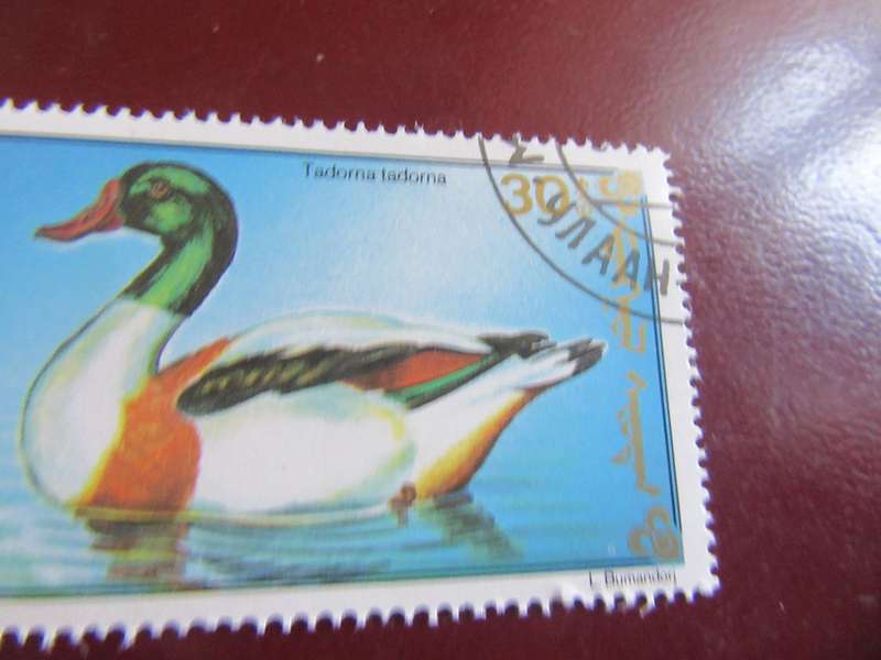 MONGOLIA - BIRDS -P15
