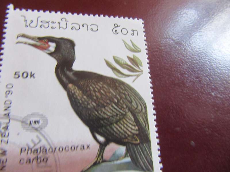 LAOS BIRDS - P15