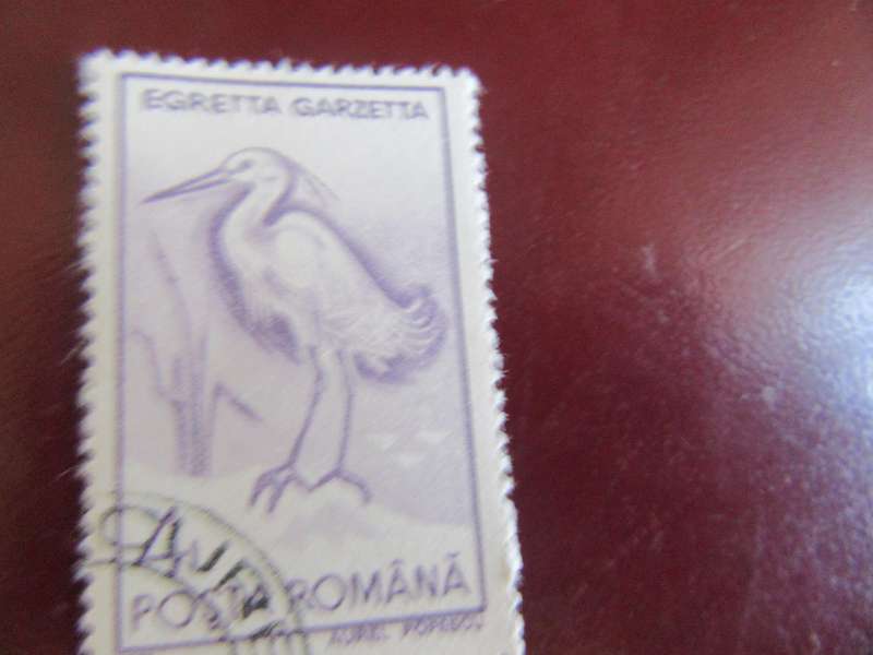 ROMANIA BIRDS - P15