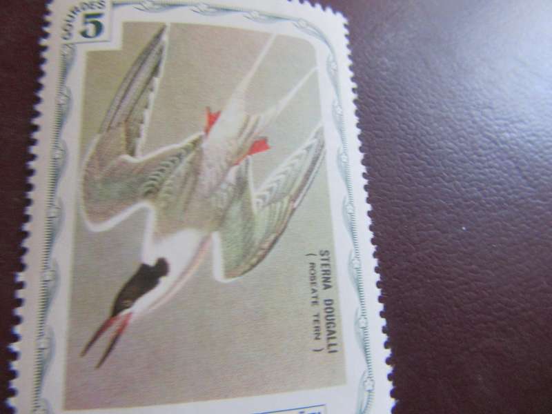 D'HAITI BIRDS - P16