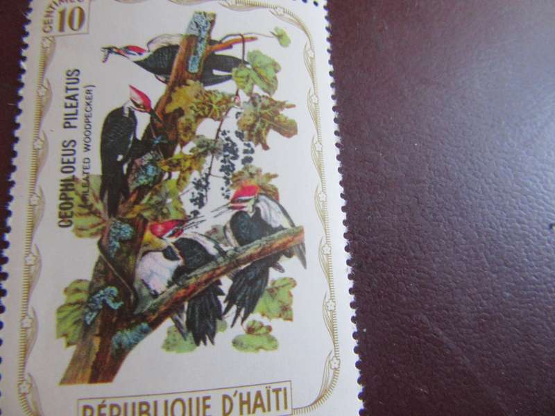 D'HAITI BIRDS - P16