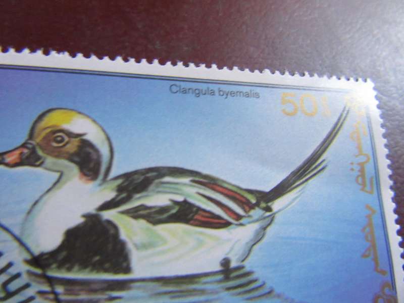 MONGOLIA BIRDS - P16