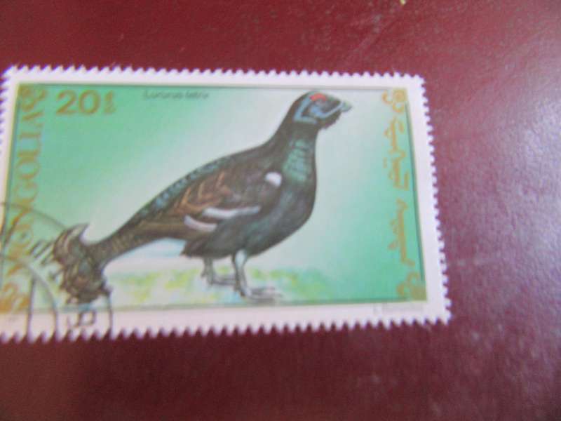 MONGOLIA BIRDS - P17