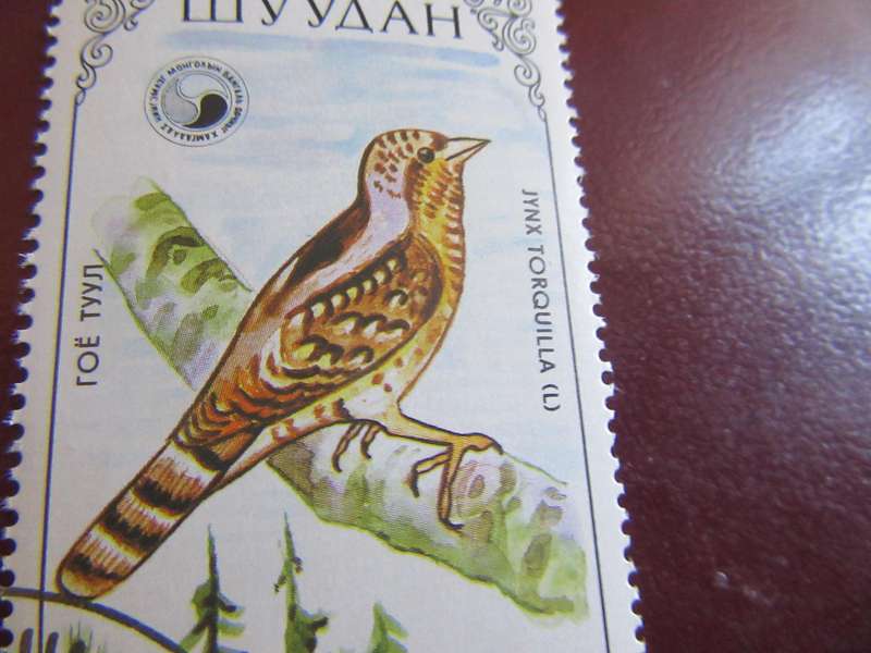 MONGOLIA BIRDS - P17