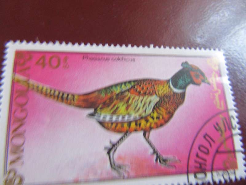 MONGOLIA BIRDS- P17