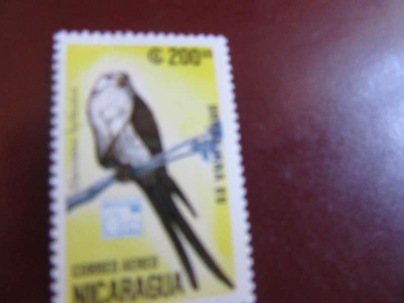 NICARAGUA BIRDS - P17