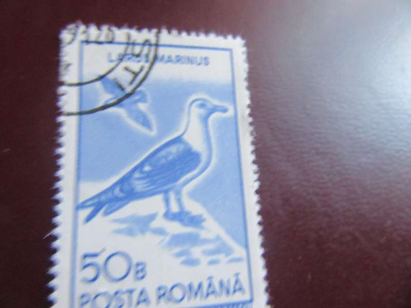 ROMANIA BIRDS- P18