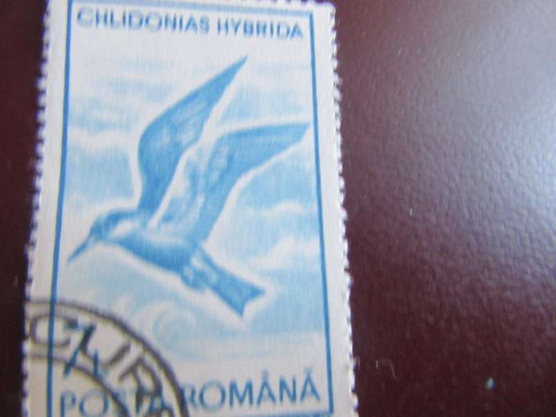 ROMANIA BIRDS - P18
