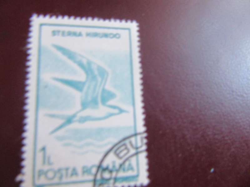 ROMANIA BIRDS - P18