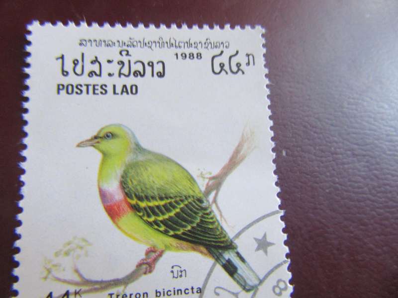 LAOS BIRDS - P19