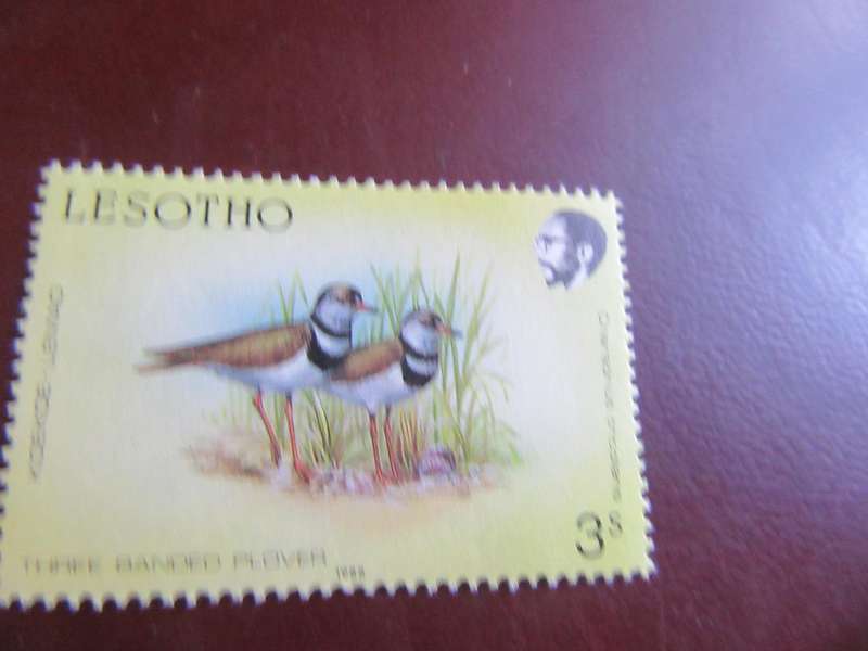 LESOTHO BIRDS - P19