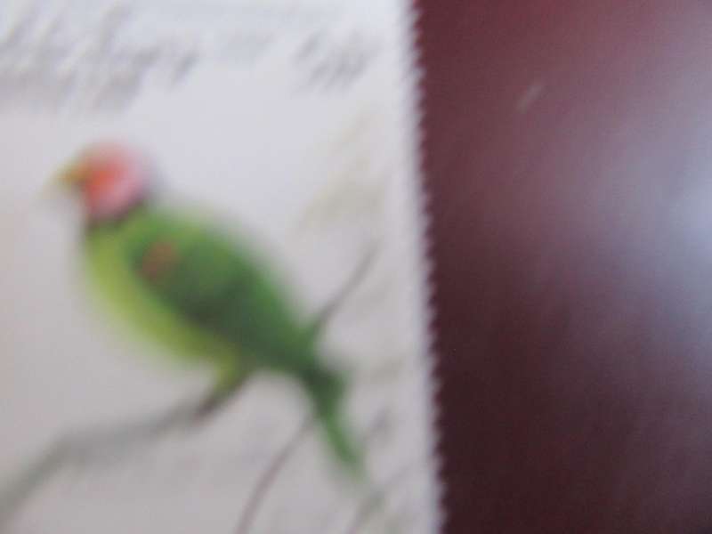 LAOS BIRDS - P19
