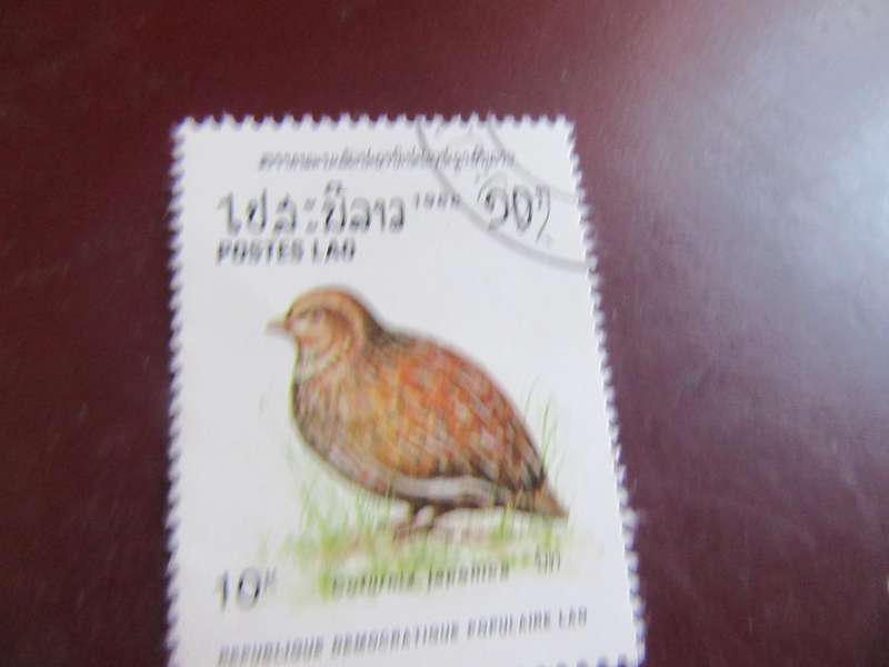 LAOS BIRDS - P20