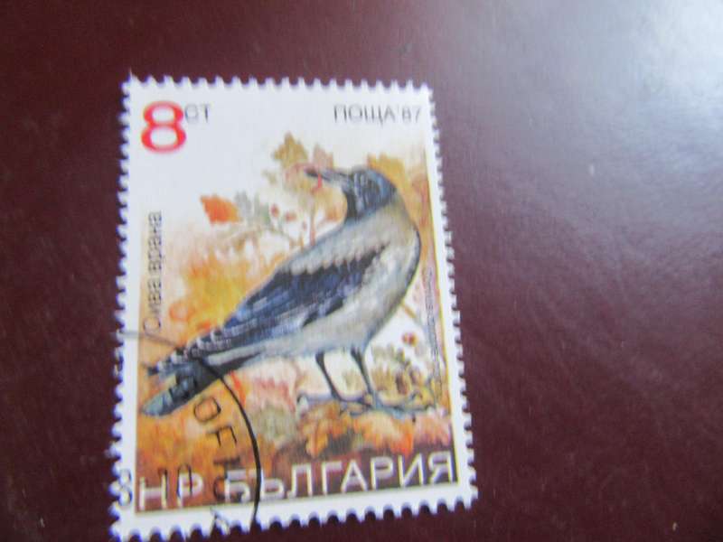 RUSSIABIRDS- P21