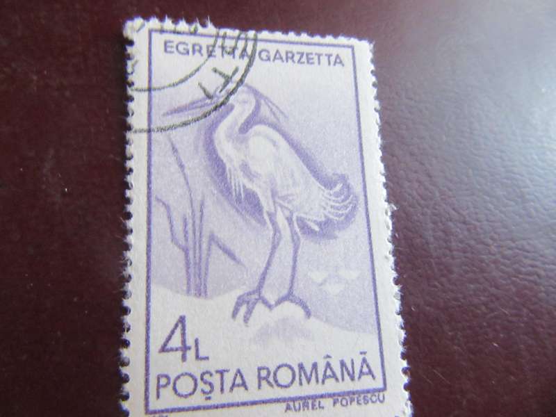 ROMANIA BIRDS - P22