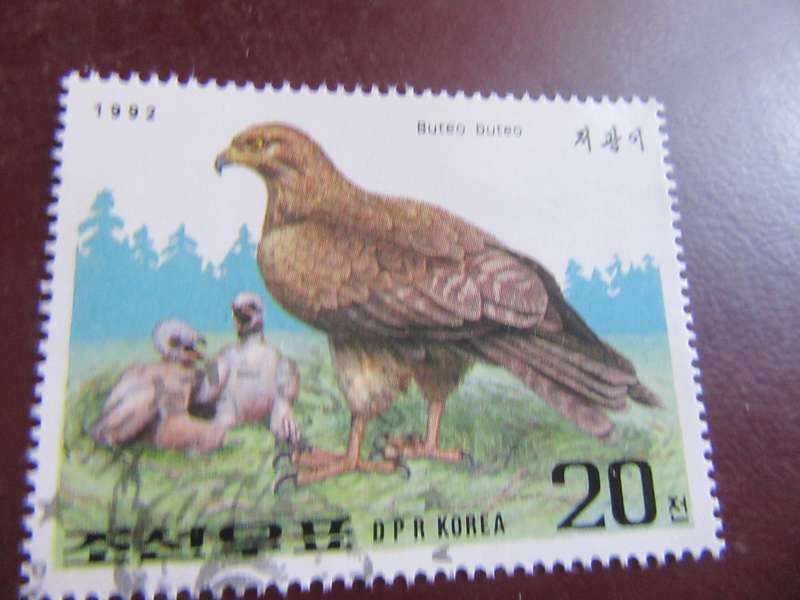 KOREA BIRDS - P22