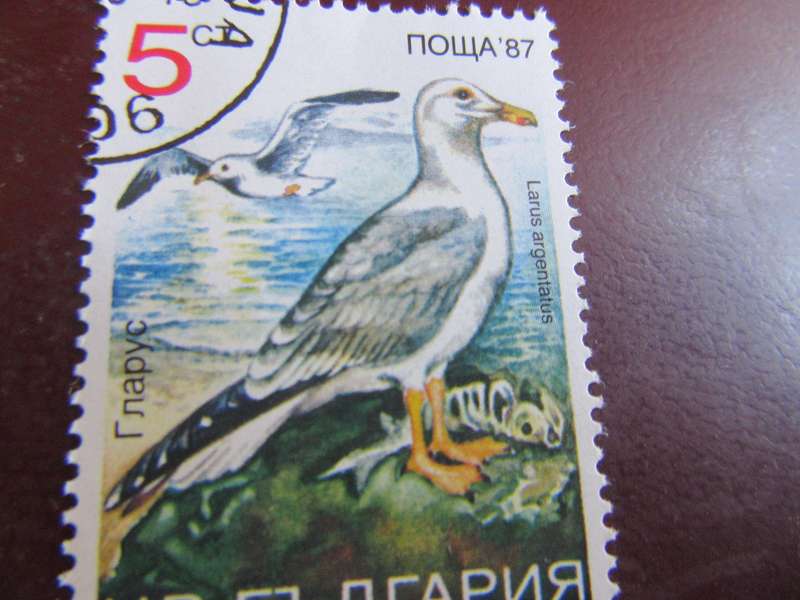 RUSSIA BIRDS - P23