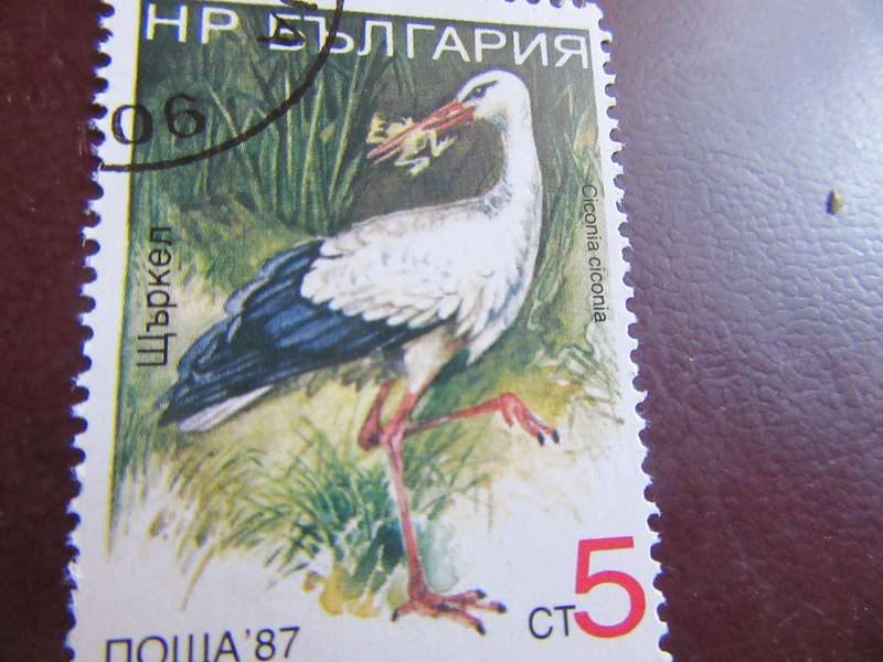 RUSSI ABIRDS - P23