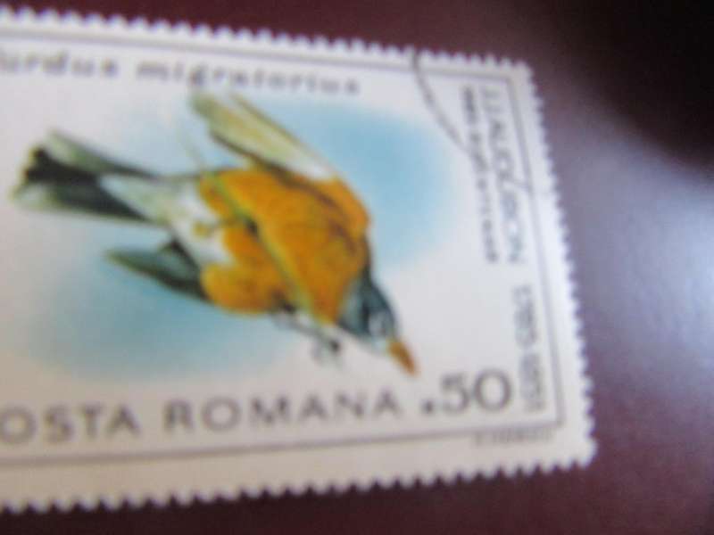 ROMANIA BIRDS - P24