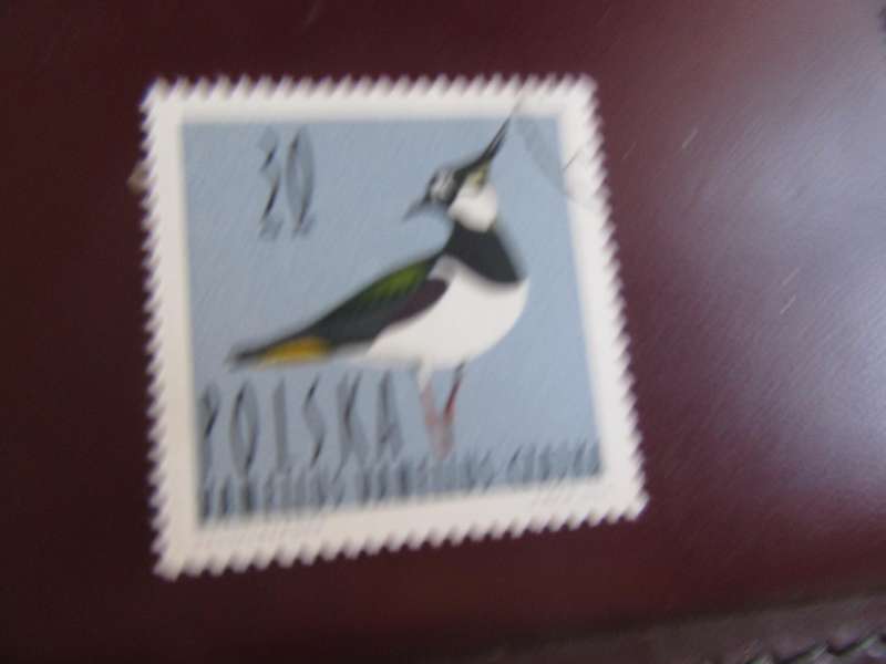 POLAND - BIRDS - P10