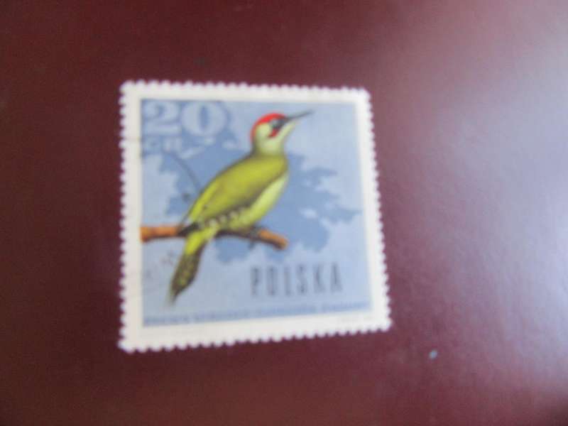 POLAND - BIRDS - P10