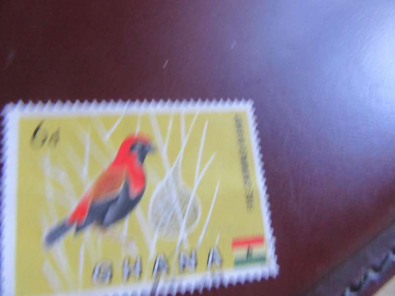 GHANA - BIRDS - P10