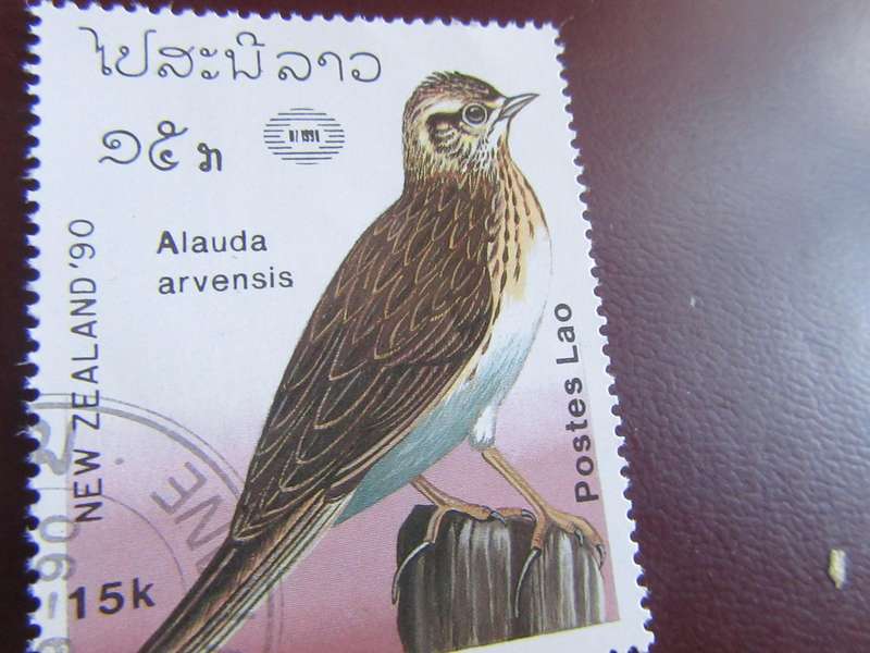 NEW ZEALAND - BIRDS - P10