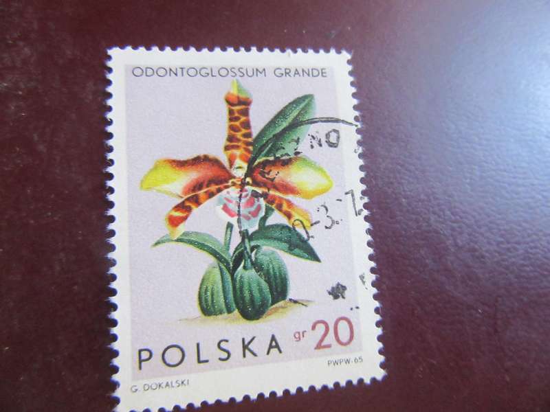 POLAND -5