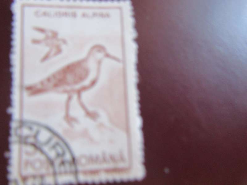 ROMANIA -5