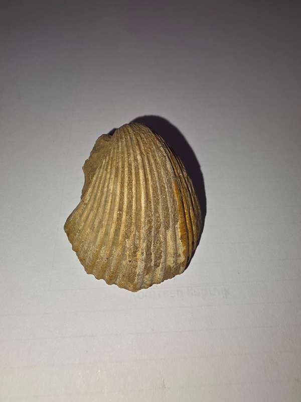 Fossil shell