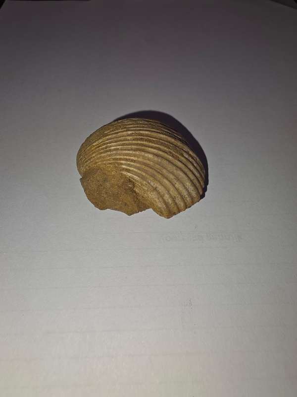 Fossil shell