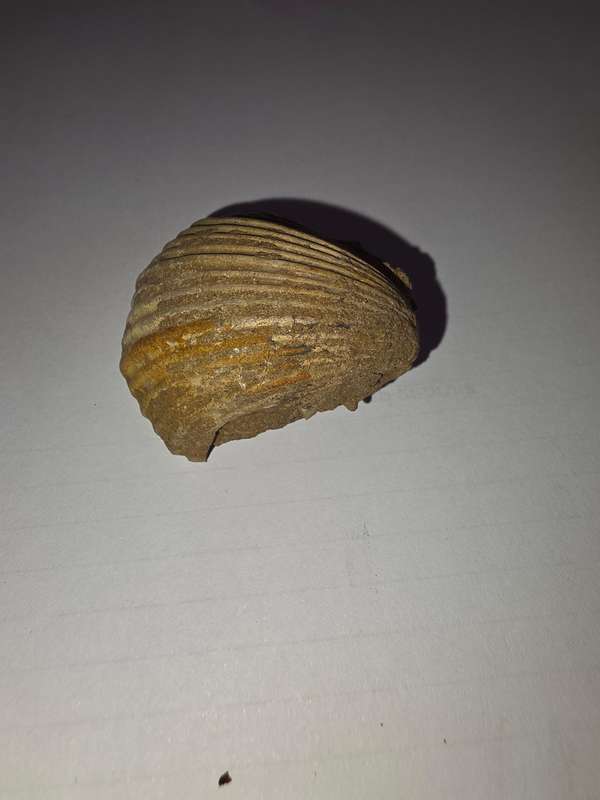 Fossil shell