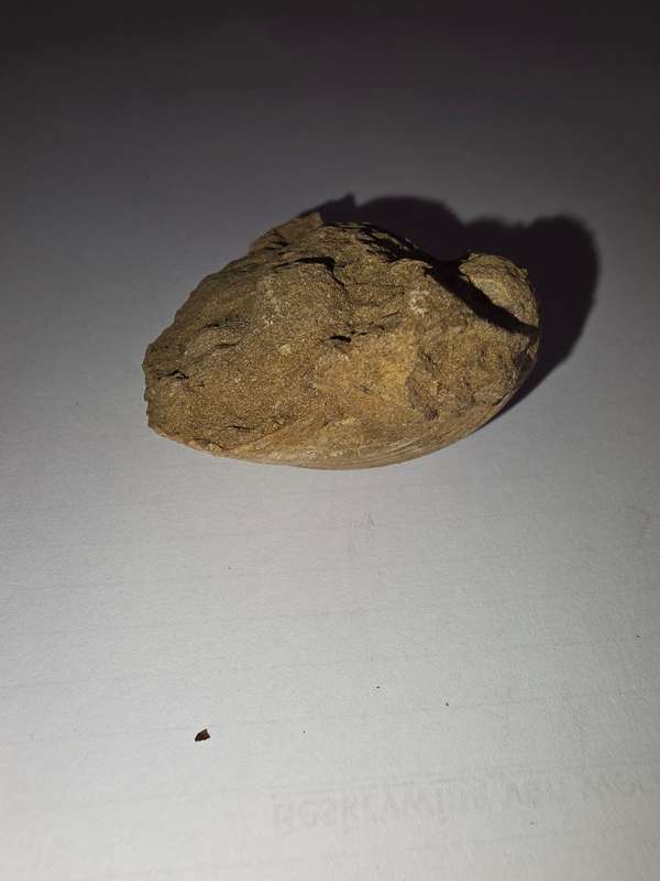 Fossil shell