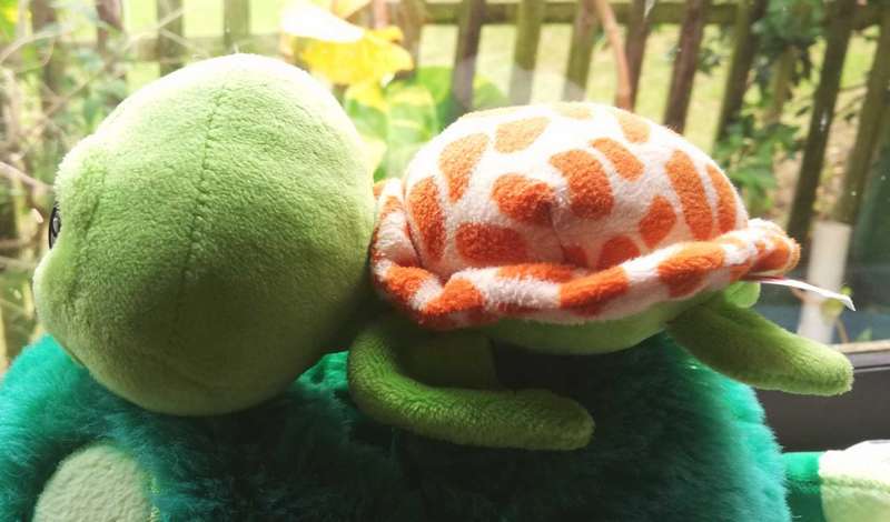 TY's Zippy the Green Turtle Beanie Boo. Reptiles & Amphibians Stuffed Animal. 2018. 20cm.