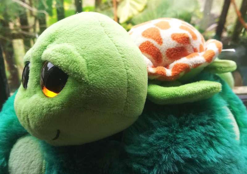 TY's Zippy the Green Turtle Beanie Boo. Reptiles & Amphibians Stuffed Animal. 2018. 20cm.