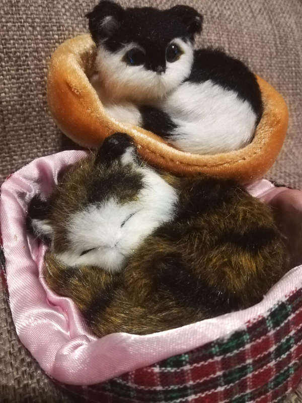 2x Kittens in Sleeping Baskets. Attention Cat Lovers and Cat Collectors!