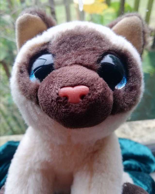 RARE TY Beanie Boo Velvety Plush - Jaden Siamese Cat. Soft Toy. 17cm.